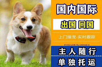 黑龙江省宠物托运公司黑龙江省宠物托运公司黑龙江省宠物托运公司