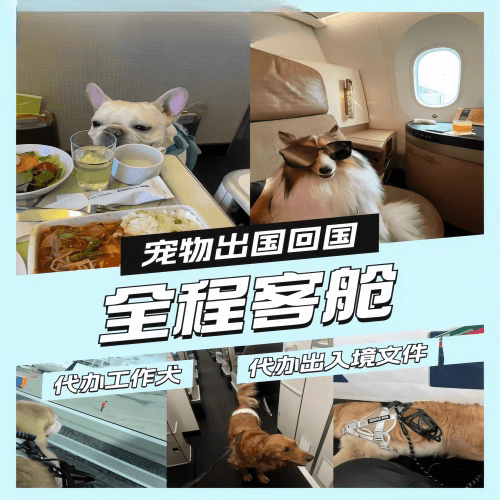 黑龙江省宠物托运到白俄罗斯宠物入境规定和要求